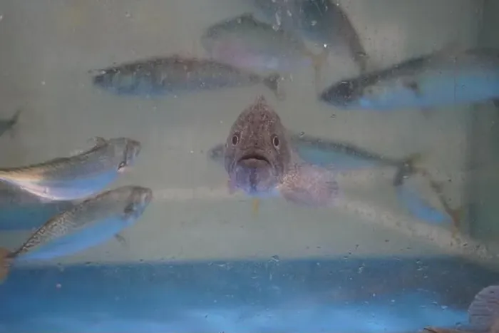 Framed Print : Close up of a fish in the water tank at the aquarium Framed Print : Close up of a fish in the water tank at the aquarium
