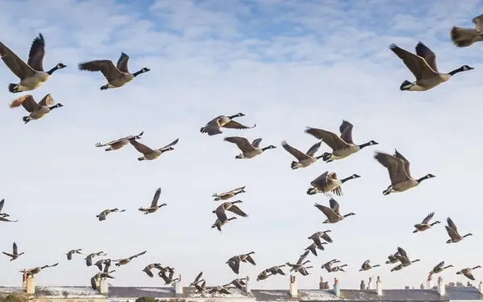 Framed Print : Close up of a flock of Canadian Geese taking off at Crosby near Liverpool with rooftops of seafront houses Framed Print : Close up of a flock of Canadian Geese taking off at Crosby near Liverpool with rooftops of seafront houses