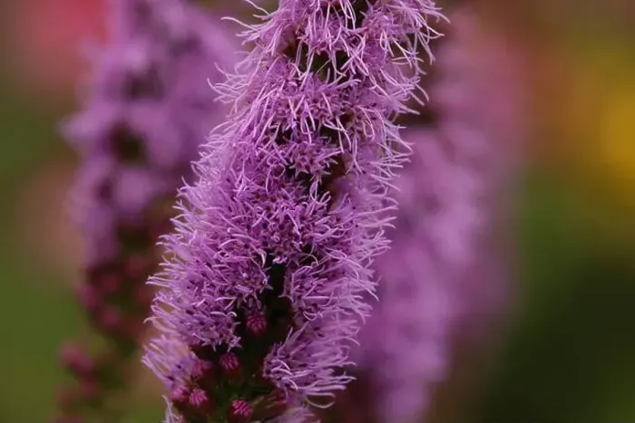 Framed Print : Close up of a flowering stalk of purple Liatris, in the summer, against a blurred background Framed Print : Close up of a flowering stalk of purple Liatris, in the summer, against a blurred background