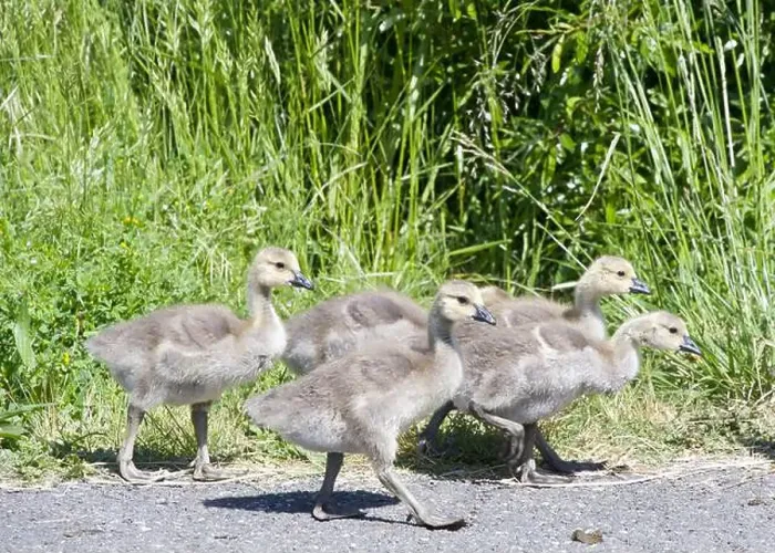 Framed Print : Close up on goslings, Canada geese, walking along asphalt walkway in a local city park Framed Print : Close up on goslings, Canada geese, walking along asphalt walkway in a local city park