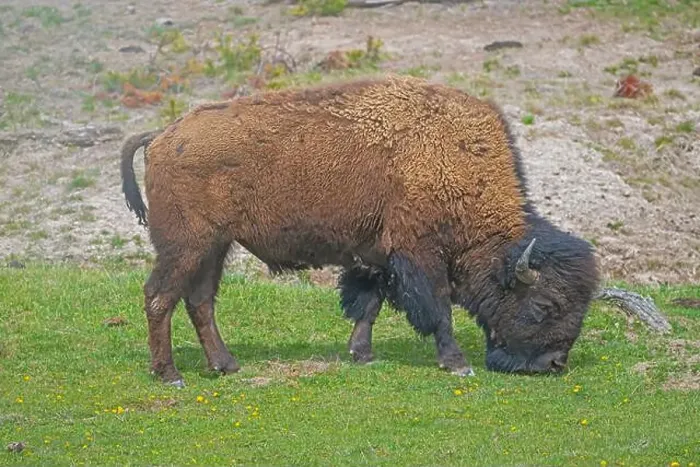 Framed Print : Close up of a Grazing Bison in Yellowstone National Park in Wyoming Framed Print : Close up of a Grazing Bison in Yellowstone National Park in Wyoming