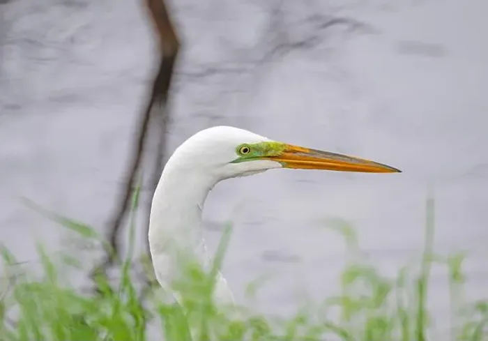 Framed Print : Close up of a Great Egret Head in Brazos Bend State Park in Texas Framed Print : Close up of a Great Egret Head in Brazos Bend State Park in Texas