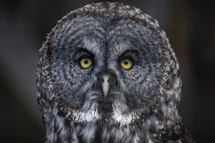 Framed Print : Close Up of Great Gray Owl Framed Print : Close Up of Great Gray Owl