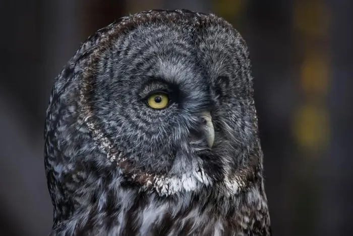 Framed Print : Close Up of Great Gray Owl Framed Print : Close Up of Great Gray Owl