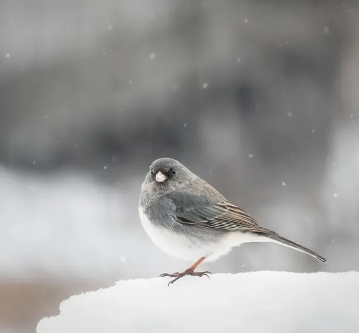 Framed Print : Close up of grey junco bird standing on snow on winter day Framed Print : Close up of grey junco bird standing on snow on winter day