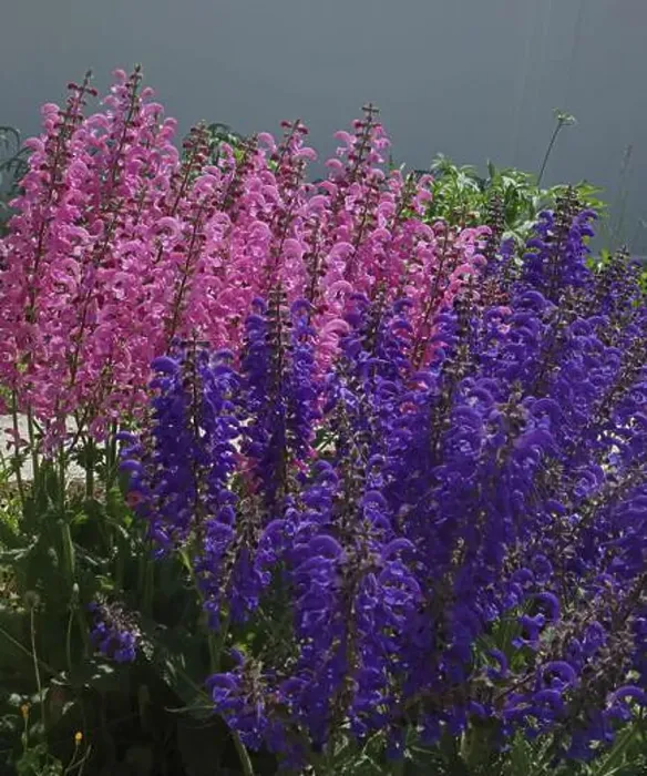 Framed Print : Close up of a group of Pink Moulin Rouge and Purple Evening Attire Salvia flowers Framed Print : Close up of a group of Pink Moulin Rouge and Purple Evening Attire Salvia flowers