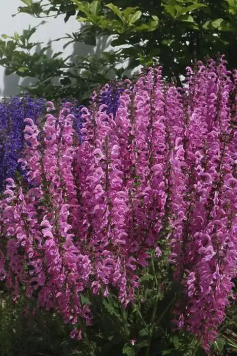 Framed Print : Close up of a group of Pink Moulin Rouge and Purple Evening Attire Salvia flowers Framed Print : Close up of a group of Pink Moulin Rouge and Purple Evening Attire Salvia flowers