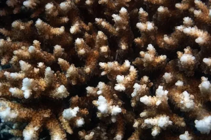 Framed Print : Close up of a hard coral in Red Sea near Marsa Alam, Egypt Framed Print : Close up of a hard coral in Red Sea near Marsa Alam, Egypt