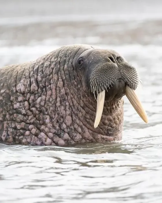 Framed Print : Close up of the head of a male walrus swimming in water in Svalbard Framed Print : Close up of the head of a male walrus swimming in water in Svalbard