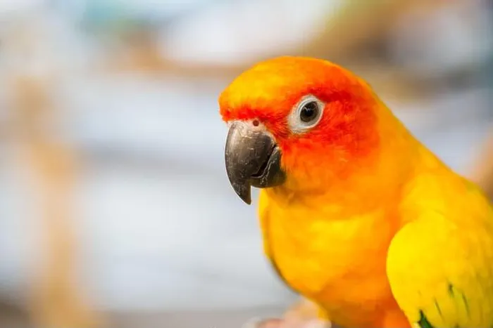 Framed Print : Close up head and mouse of Sun Parakeet or Sun Conure yellow and orange parrot bird Framed Print : Close up head and mouse of Sun Parakeet or Sun Conure yellow and orange parrot bird
