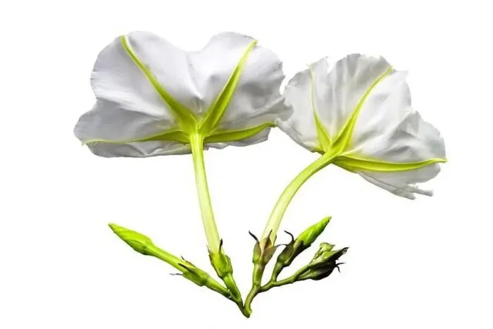 Framed Print : Close up Ipomoea alba on white background.Saved with clipping path Framed Print : Close up Ipomoea alba on white background.Saved with clipping path