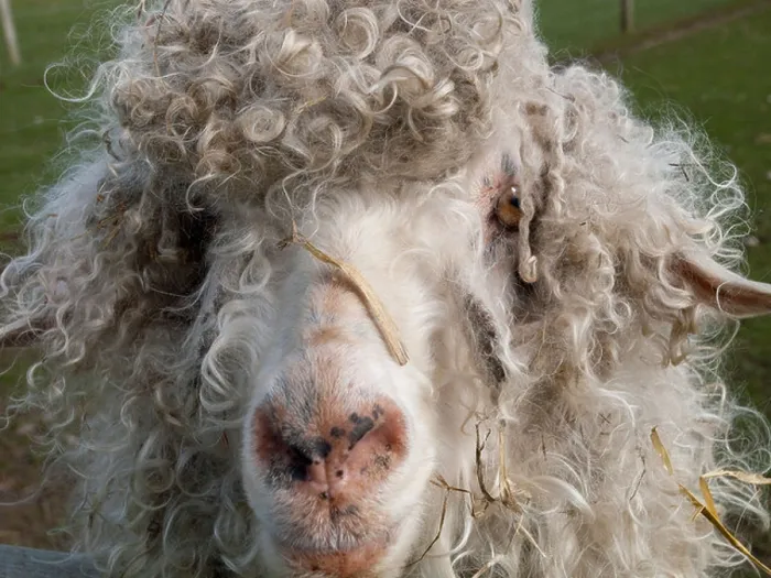 Framed Print : Close up of a long haired sheep at the White Post Farm Centre in Nottinghamshire, England UK Framed Print : Close up of a long haired sheep at the White Post Farm Centre in Nottinghamshire, England UK