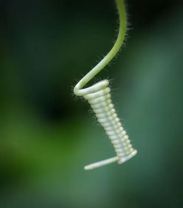 Framed Print : close up macro photo of a small creeper Framed Print : close up macro photo of a small creeper