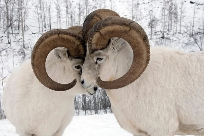 Framed Print : Close up of male Dall Sheep exhibiting dominant behavior, Yukon Territory, Canada during Winter Framed Print : Close up of male Dall Sheep exhibiting dominant behavior, Yukon Territory, Canada during Winter
