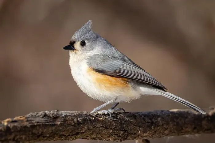 Framed Print : up close a male tufted titmouse resting on a branch Framed Print : up close a male tufted titmouse resting on a branch