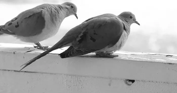 Framed Print : Close up of a mated pair of Mourning Doves, sitting on a wood railing, in black and white, in Trevor, Wisconsin, USA Framed Print : Close up of a mated pair of Mourning Doves, sitting on a wood railing, in black and white, in Trevor, Wisconsin, USA