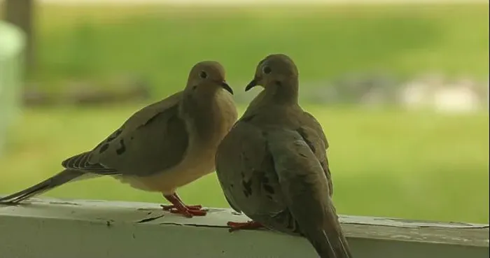 Framed Print : Close up of a mated pair of Mourning Doves Framed Print : Close up of a mated pair of Mourning Doves