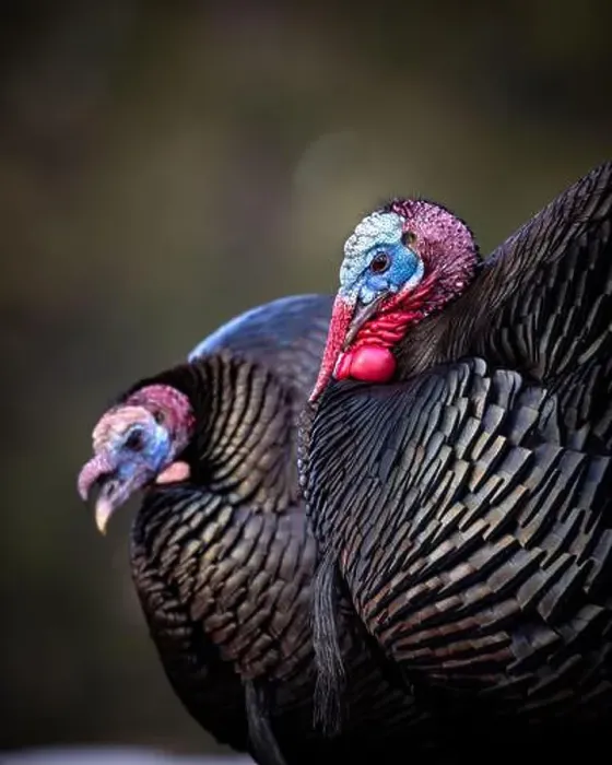 Framed Print : Close up of two Merriam's tom turkeys - Meleagris gallopavo - in early spring Colorado, USA Framed Print : Close up of two Merriam's tom turkeys - Meleagris gallopavo - in early spring Colorado, USA