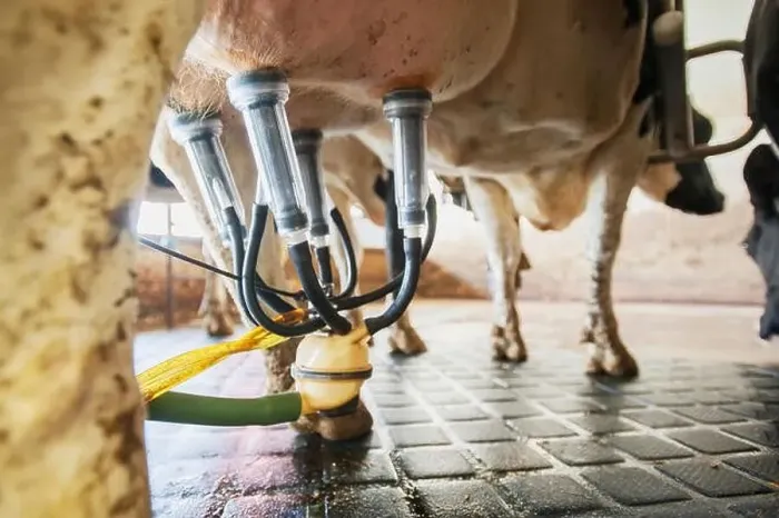 Framed Print : Close up of milking equipment attached to dairy cow; Ridgely, Maryland, United States of America Framed Print : Close up of milking equipment attached to dairy cow; Ridgely, Maryland, United States of America