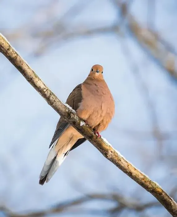 Framed Print : Close up of mourning dove sitting on snowy tree branch on winter day