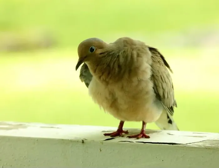 Framed Print : Close up of a Mourning Dove standing on a wood railing