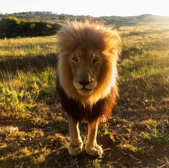 Framed Print : Close up of an old large male lion looking at the camera, backlit, South Africa Framed Print : Close up of an old large male lion looking at the camera, backlit, South Africa