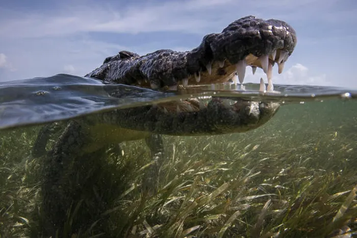 Framed Print : Close up of open mouthed american croc (Crocodylus acutus) at sea surface, Chinchorro Banks, Mexico Framed Print : Close up of open mouthed american croc (Crocodylus acutus) at sea surface, Chinchorro Banks, Mexico