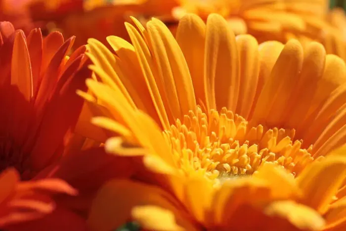 Framed Print : Close up of several orange gerbera flowers Framed Print : Close up of several orange gerbera flowers