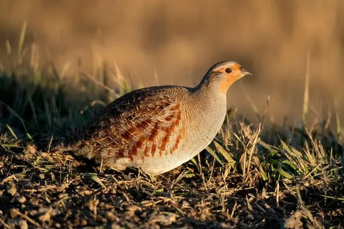 Framed Print : Close Up Partridge Framed Print : Close Up Partridge