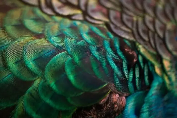 Framed Print : Close up of the peacock feathers.Macro blue feather, Feather, Bird, Animal. Macro photograph