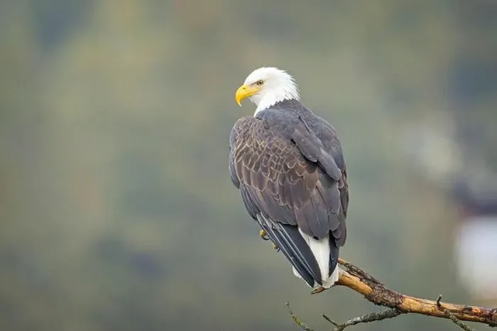 Framed Print : A close up photo of a bald eagle perched on a branch in north Idaho Framed Print : A close up photo of a bald eagle perched on a branch in north Idaho