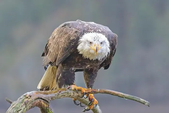 Framed Print : A close up photo of a bald eagle perched on a branch in north Idaho Framed Print : A close up photo of a bald eagle perched on a branch in north Idaho