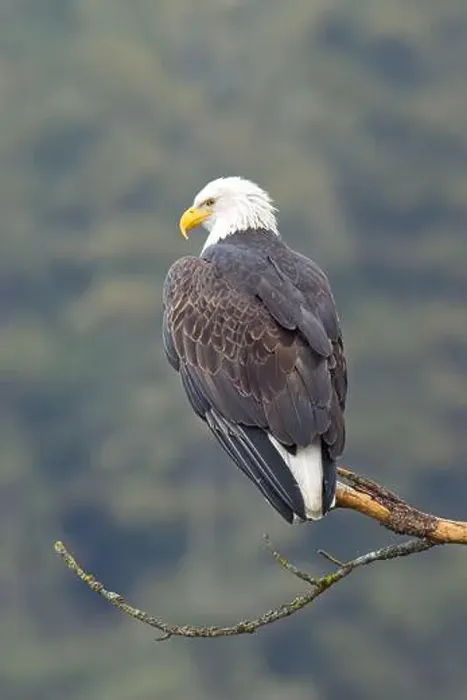 Framed Print : A close up photo of a bald eagle perched on a branch in north Idaho Framed Print : A close up photo of a bald eagle perched on a branch in north Idaho