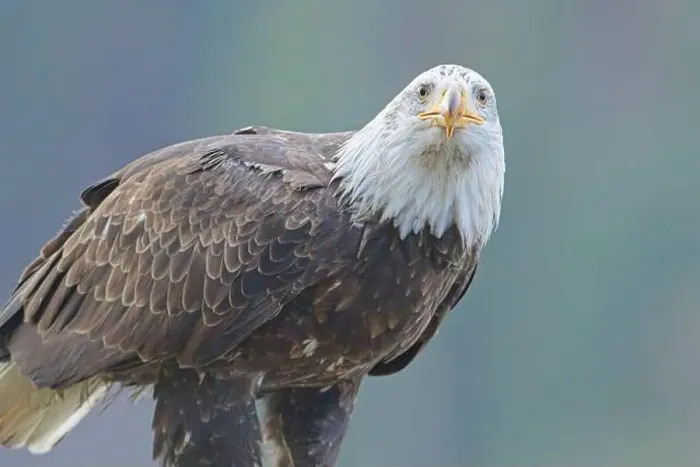Framed Print : A close up photo of a bald eagle perched on a branch in north Idaho Framed Print : A close up photo of a bald eagle perched on a branch in north Idaho