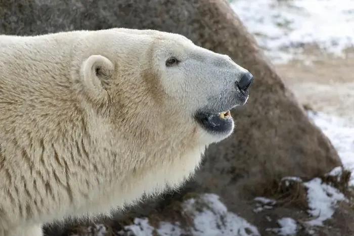 Framed Print : Close up a portrait of a polar bear. Profile