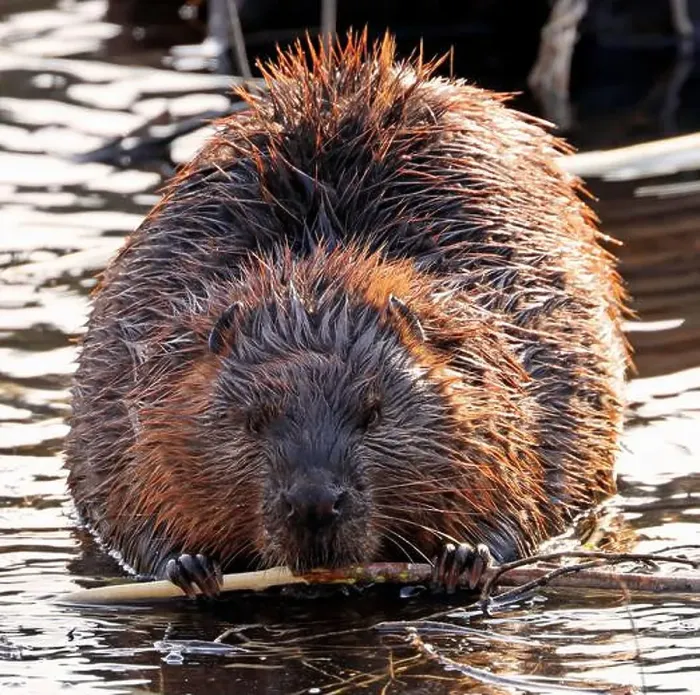 Framed Print : A close up portrait view of an North American beaver, Ontario, Canada Framed Print : A close up portrait view of an North American beaver, Ontario, Canada