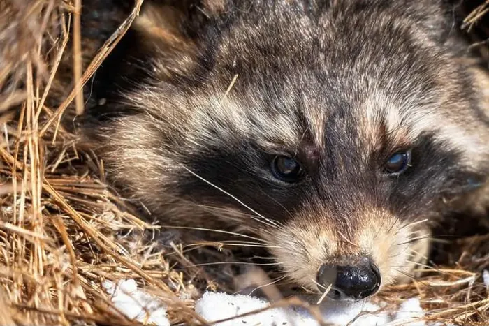 Framed Print : Close Up Racoon Framed Print : Close Up Racoon