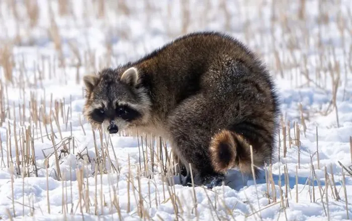 Framed Print : Close Up Racoon Framed Print : Close Up Racoon