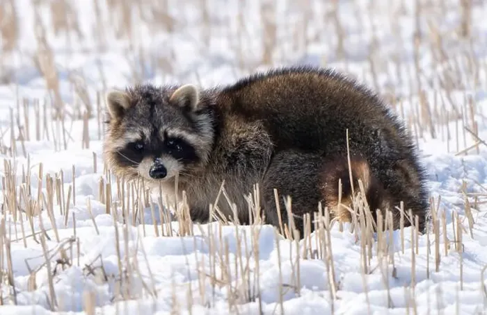 Framed Print : Close Up Racoon
