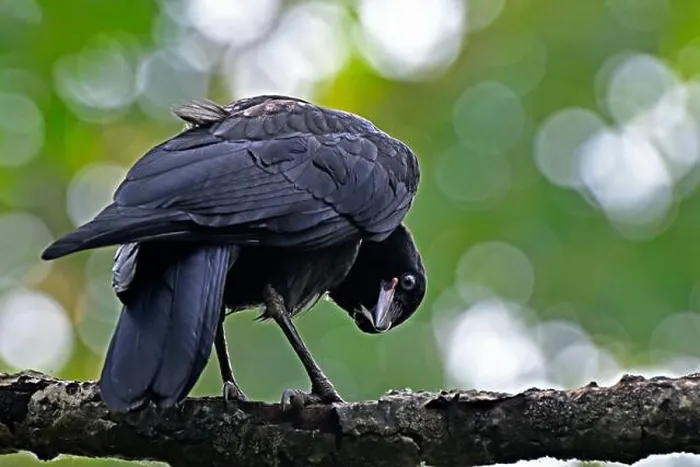 Framed Print : A close up rear view of a young American crow 'Corvus brachynchos', with a funny expression on his face Framed Print : A close up rear view of a young American crow 'Corvus brachynchos', with a funny expression on his face