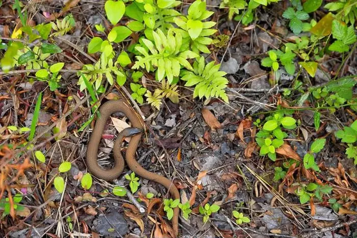 Framed Print : Close up of a red belly snake lying on the forest floor in the National Estuarine Preserve in Corolla Framed Print : Close up of a red belly snake lying on the forest floor in the National Estuarine Preserve in Corolla