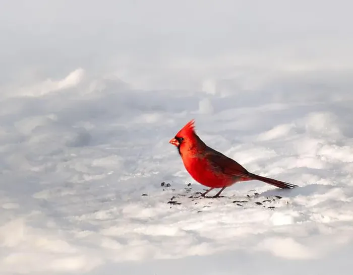 Framed Print : Close up of red male northern cardinal eating seeds from snowy ground Framed Print : Close up of red male northern cardinal eating seeds from snowy ground