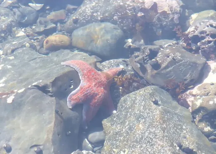 Framed Print : Close up of one redish orange star fish on rocks underwater in a shallow tide pool Framed Print : Close up of one redish orange star fish on rocks underwater in a shallow tide pool