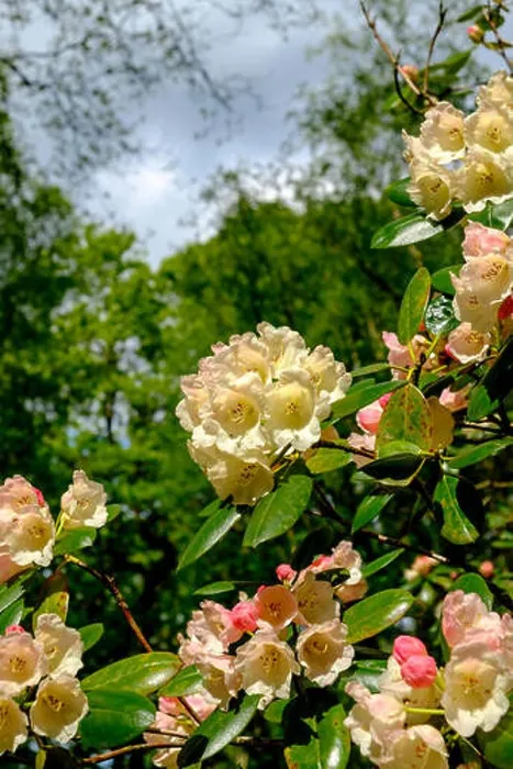 Framed Print : Close up of Rhododendron williamsianum bloom at Isabella Plantation, Richmond Park, Surrey, England UK Framed Print : Close up of Rhododendron williamsianum bloom at Isabella Plantation, Richmond Park, Surrey, England UK