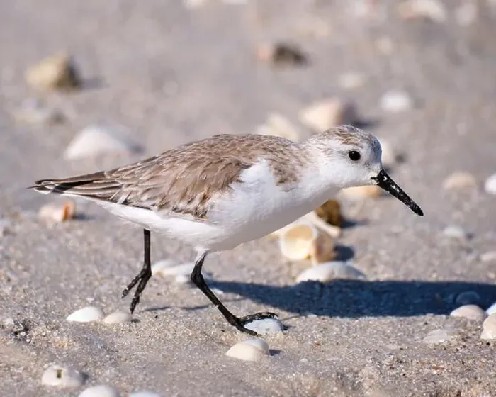 Framed Print : A close up of a sandpiper running along a beach in Naples Florida Framed Print : A close up of a sandpiper running along a beach in Naples Florida