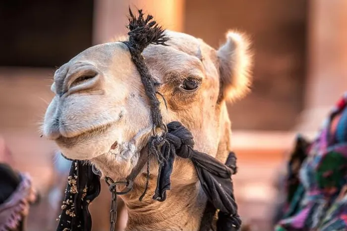 Framed Print : Close up shot of camel with big eyes at Petra, Jordan Framed Print : Close up shot of camel with big eyes at Petra, Jordan