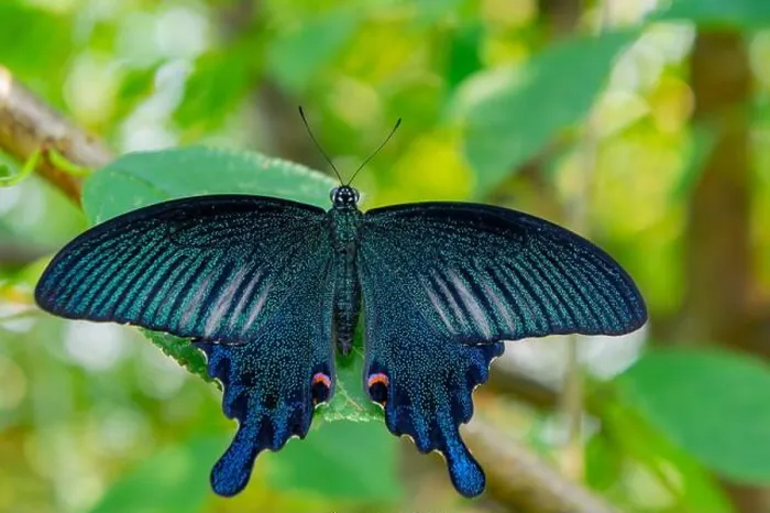 Framed Print : Close up shot of a Papilio bianor butterfly at Taiwan Framed Print : Close up shot of a Papilio bianor butterfly at Taiwan