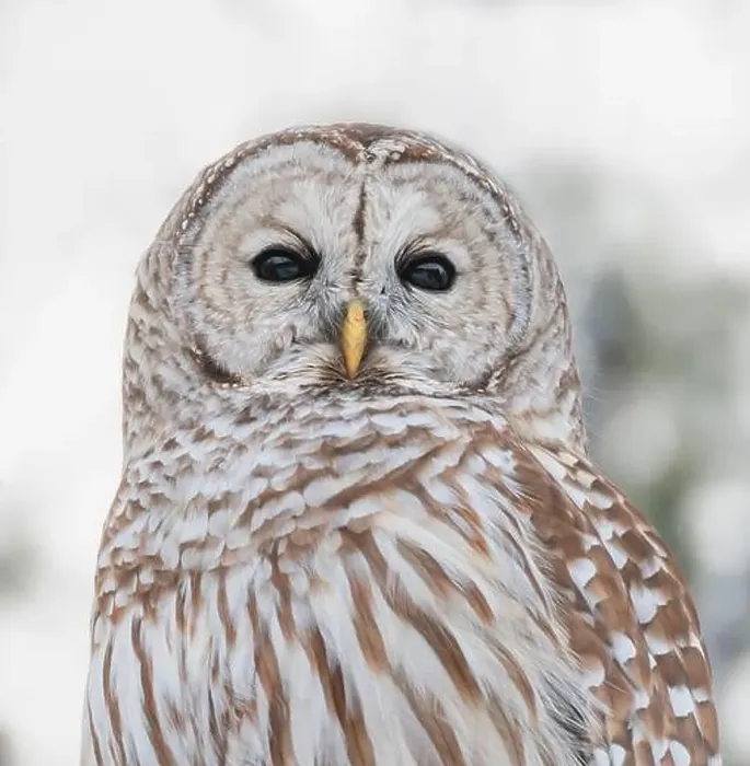 Framed Print : Close up showing details in face and body feathers of barred owl Framed Print : Close up showing details in face and body feathers of barred owl