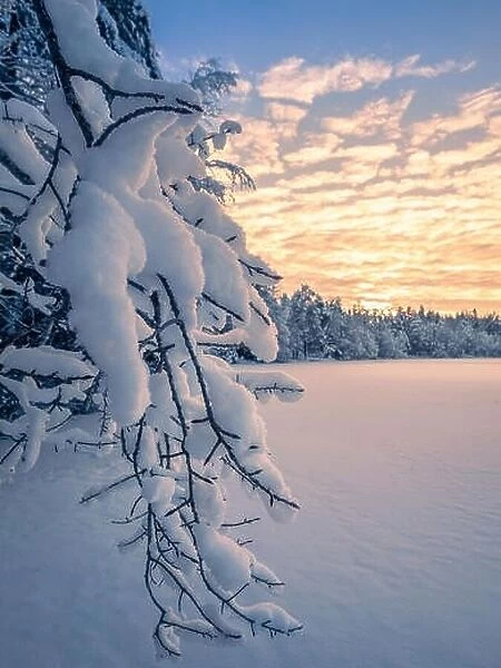 Close up from snow covered branches with sunrise and morning light at winter in Finland
