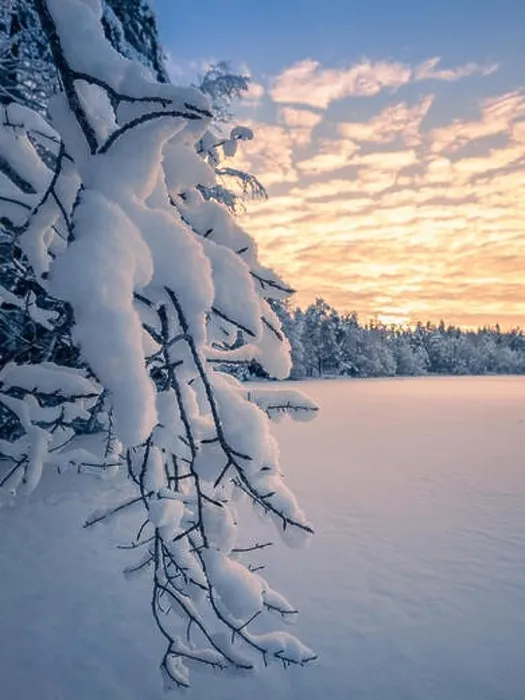 Framed Print : Close up from snow covered branches with sunrise and morning light at winter in Finland Framed Print : Close up from snow covered branches with sunrise and morning light at winter in Finland